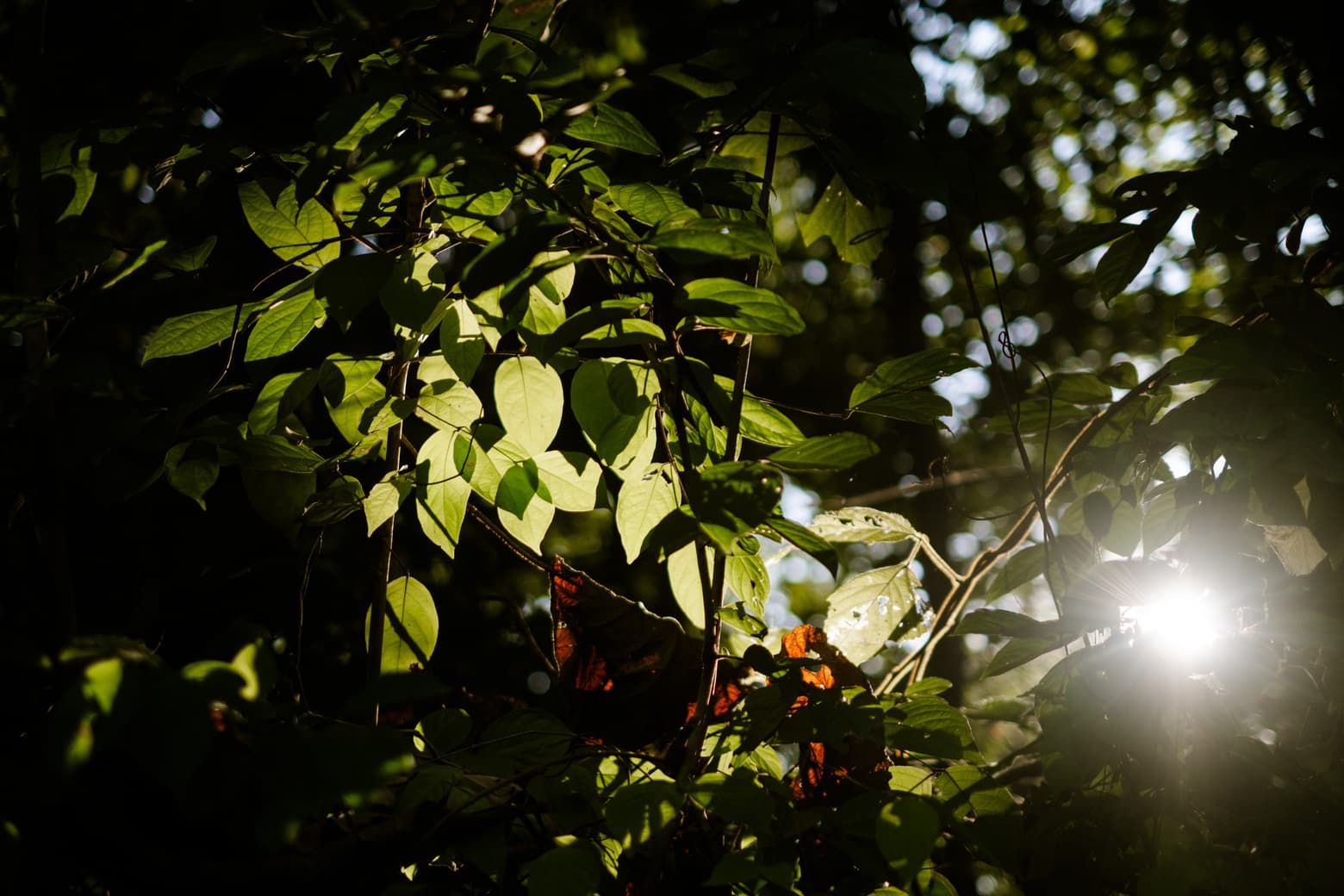 Nature Connection Retreats overview