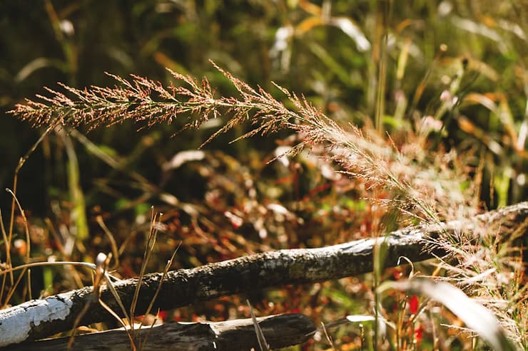 Changing Our Relational View of Nature